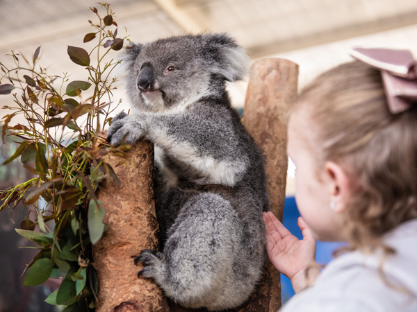 a little girl touching a koala at Caversham Wildlife Park