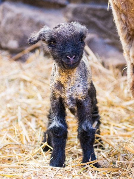 Collingwood Children’s Farm