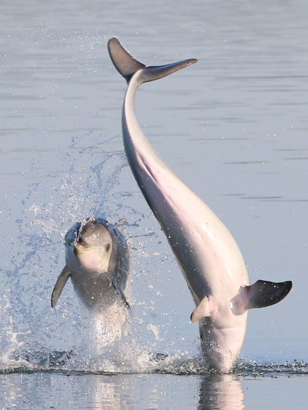 Adelaide Dolphin Sanctuary