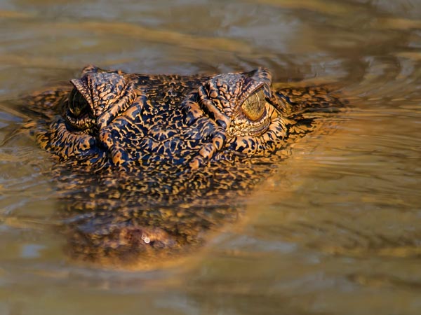 Crocodiles darwin