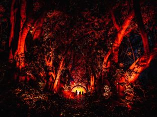 A red forest lights up at Light Circles for Illuminate Adelaide. (Image: Illuminate Adelaide)
