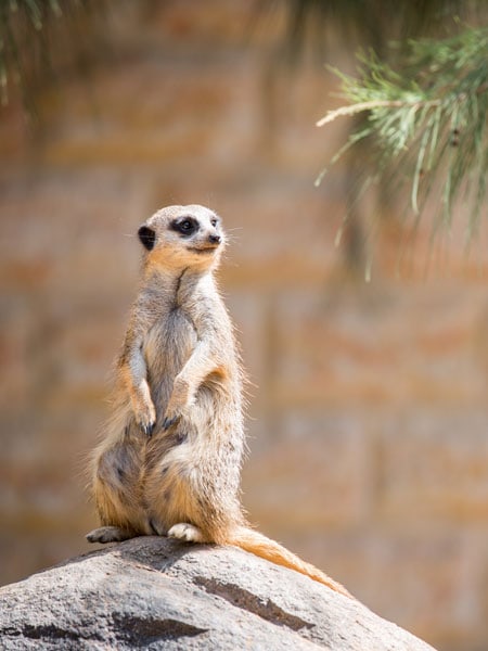 National Zoo and Aquarium, Canberra
