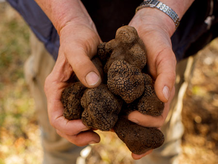 Blue Frog Truffle Farm.
