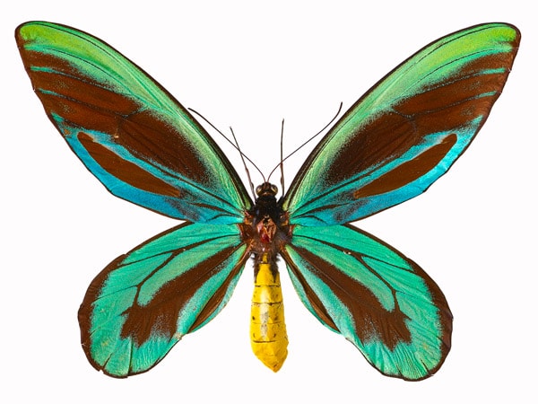 reasures of the Natural World at Melbourne Museum