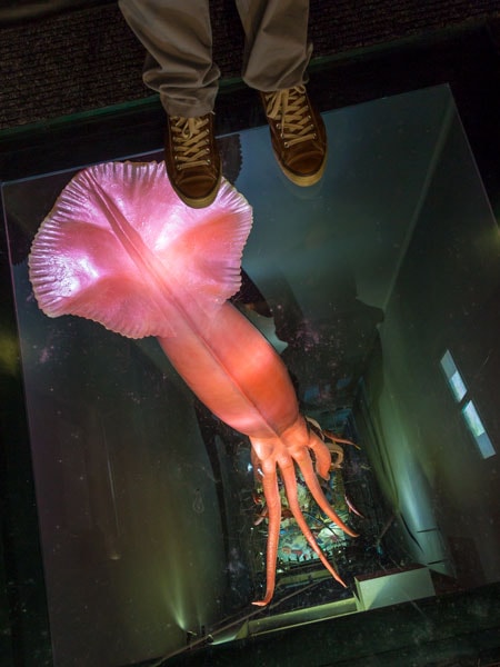 South Australian Museum, Adelaide