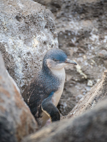 free tour st kilda penguins