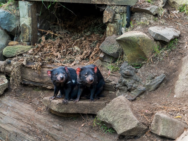 Tasmanian Devils Unzoo