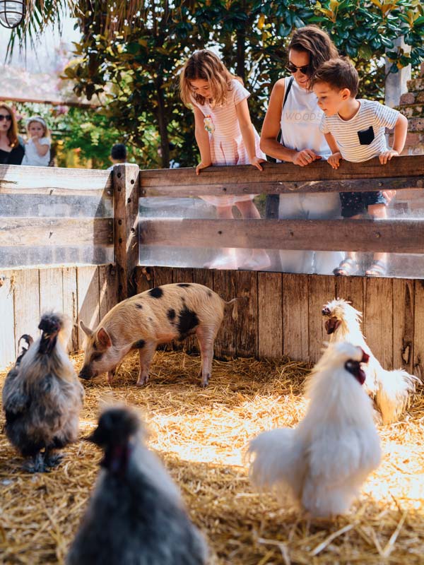 a family watching farm animals inside a pen at The Grounds of Alexandria