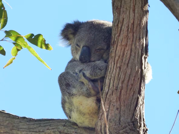 a koala resting on a tree branch, Tilligerry Habitat