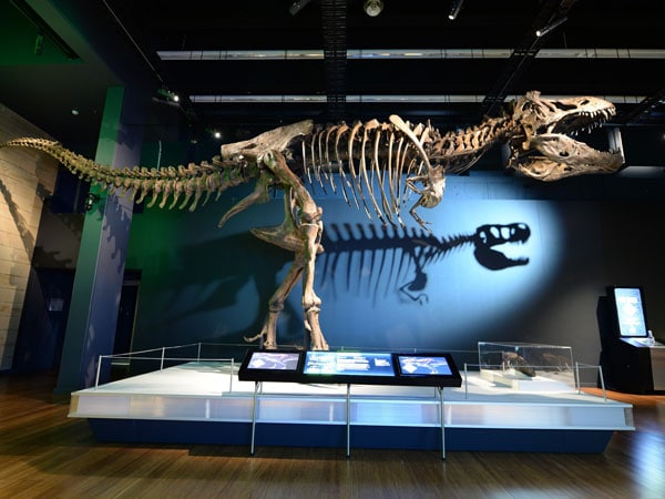 Dinosaurs at Australian Museum