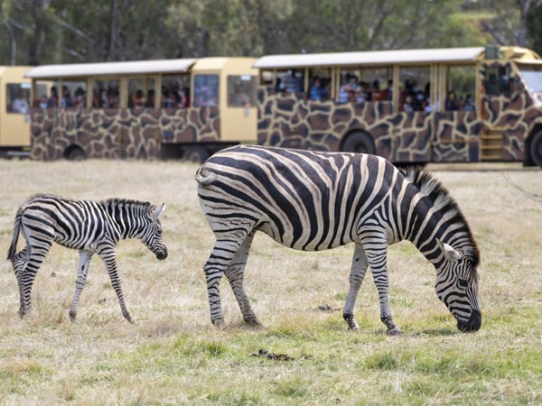 Werribee Open Range Zoo