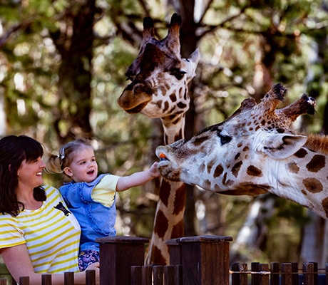 Taronga Western Plains Zoo, Dubbo