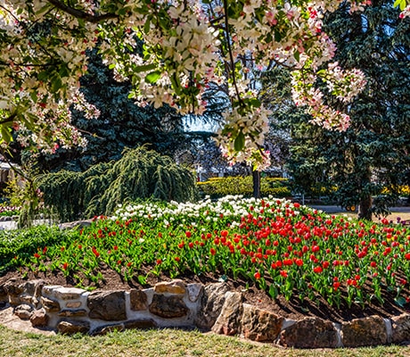 Tulip Time, Bowral, Southern Highlands