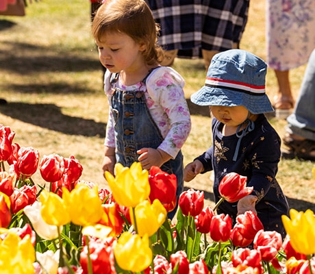 Tulip Time, Bowral, Southern Highlands