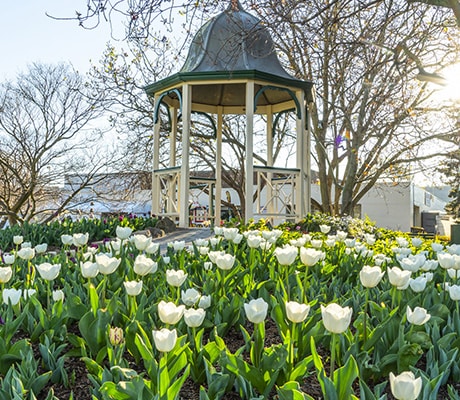 Tulip Time, Bowral, Southern Highlands