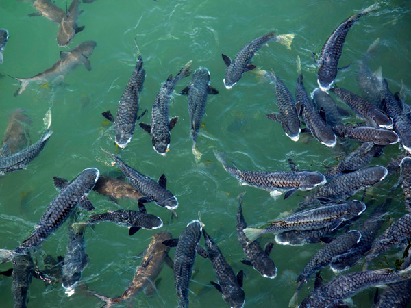 a school of fish swimming at Aquascene, Darwin