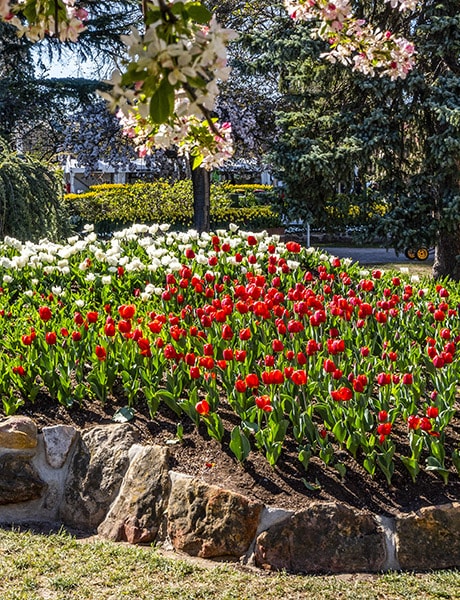 Tulip Time, Bowral, Southern Highlands