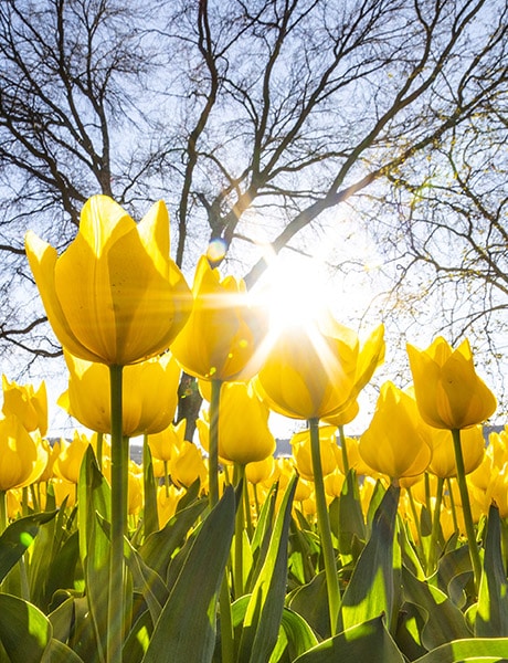 Tulip Time, Bowral, Southern Highlands