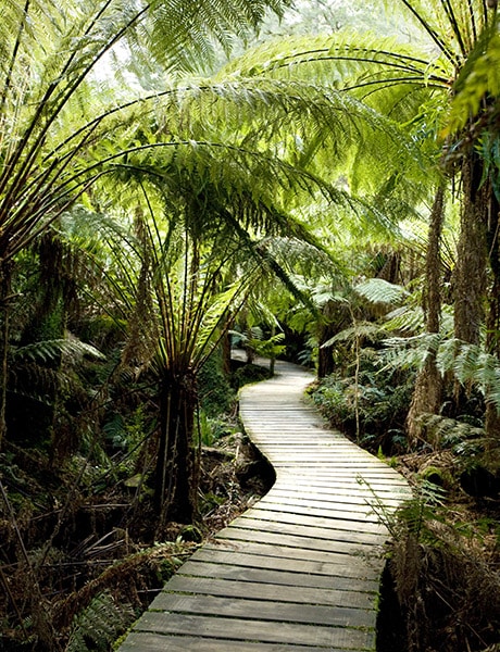 Great Otway National, Great Ocean Road