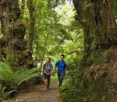 Melba Gully Rainforest, Great Ocean Road