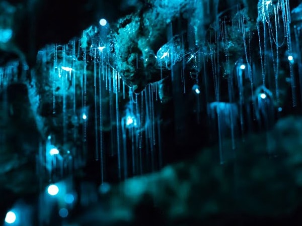 glow worms of Nightcap national park.