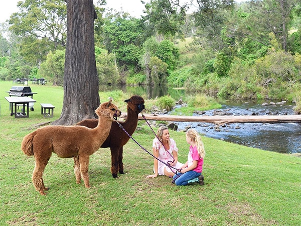 Mountview alpacas