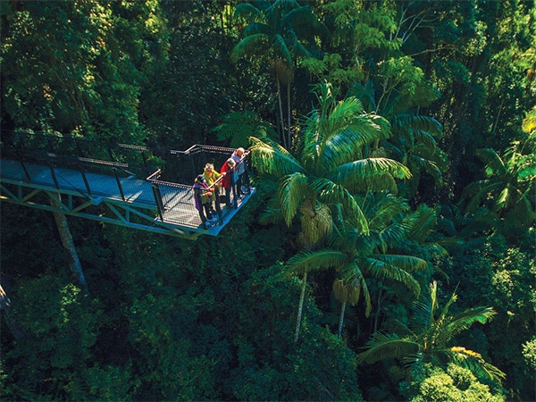 rainforest sky walk gold coast