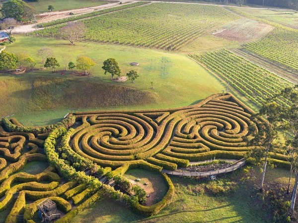 Bago Winery Lily Pilly Maze