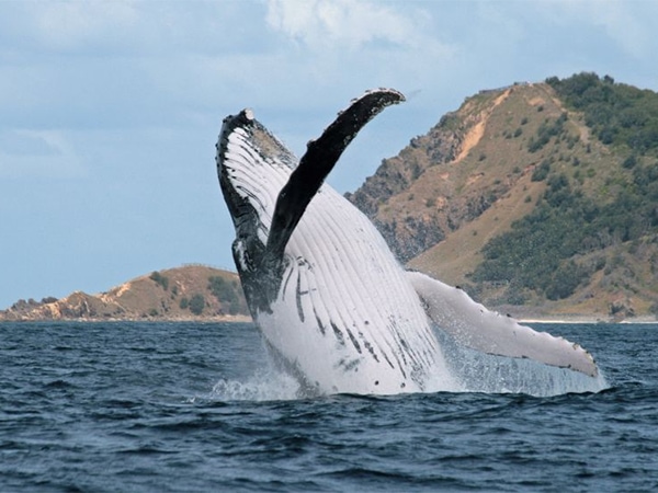 Byron Bay whales