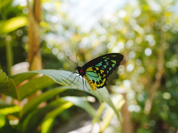 a butterfly resting on a leaf at Australian Butterfly Sanctuary