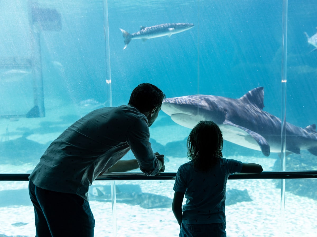 Family seeing sharks at Sea World Gold Coast