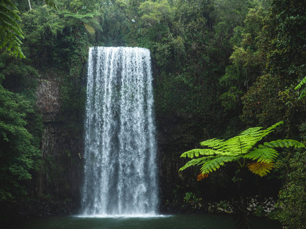 the Millaa Millaa Falls, The Waterfall Circuit in Cairns