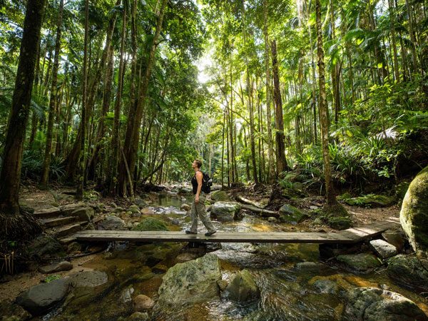 a man walking along the rainforest trail in Nightcap National Park