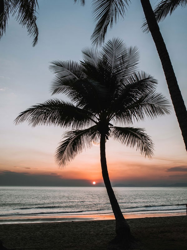 sunset views and coconut trees at Palm Cove