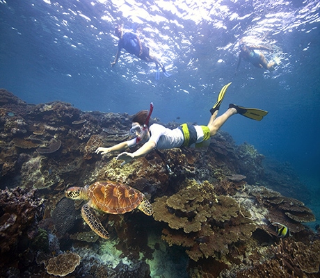 Snorkelling, Lady Elliott Island