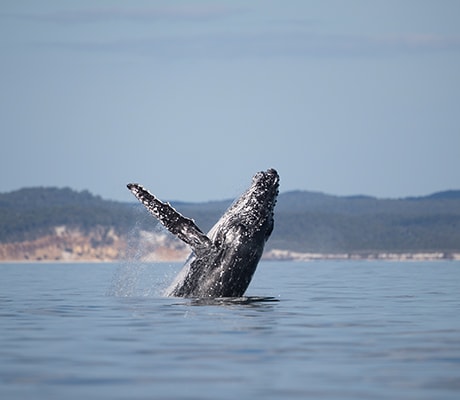 Whale watching Hervey Bay, Fraser Coast