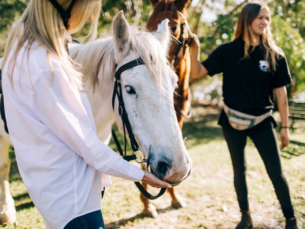 Horses at Zephyr Horses Byron Bay