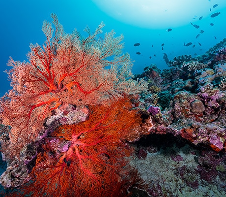 Coral, Lady Elliott Island