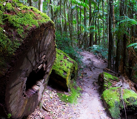 Hiking trail, Fraser Island