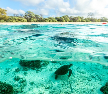 Underwater turtle, Lady Elliott Island