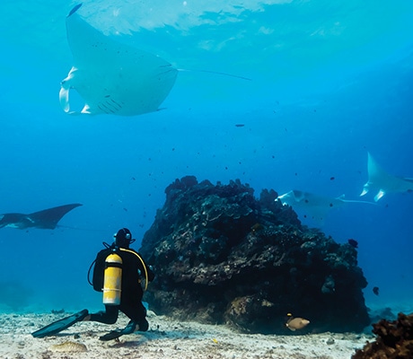 Scuba Diving Lady Elliott Island
