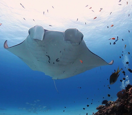 Manta Ray, Lady Elliott Island