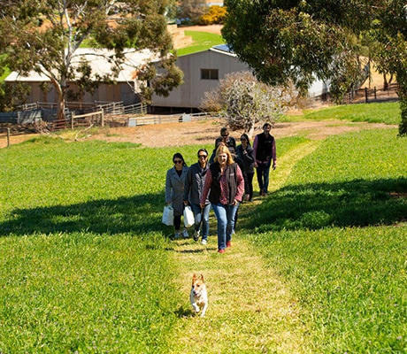 Pindarie Wines’ Walk, Taste, Graze Experience, Barossa Valley
