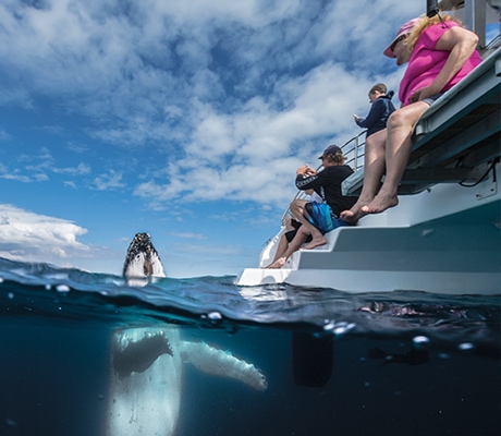 Whale watching Hervey Bay, Fraser Coast