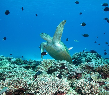 Turtle, Lady Elliott Island