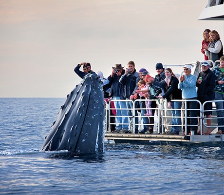 Whale watching Hervey Bay, Fraser Coast