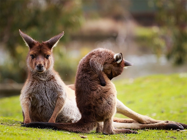 The Best Things To Do With Kids In Ballarat