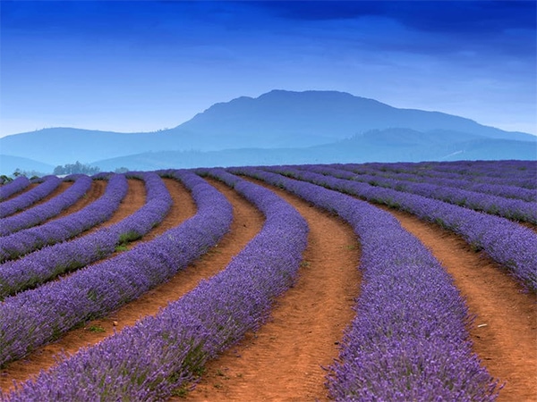 Bridestowe Lavender Farm
