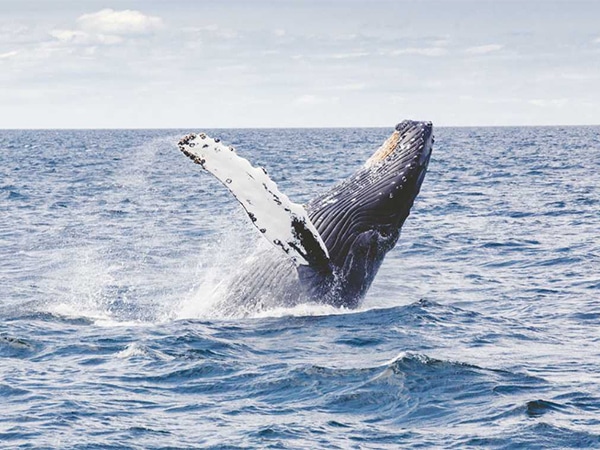Jervis Bay whales