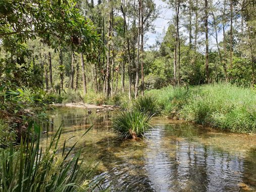 Coffs Harbour Camping: Here Are The Best Places To Pitch A Tent